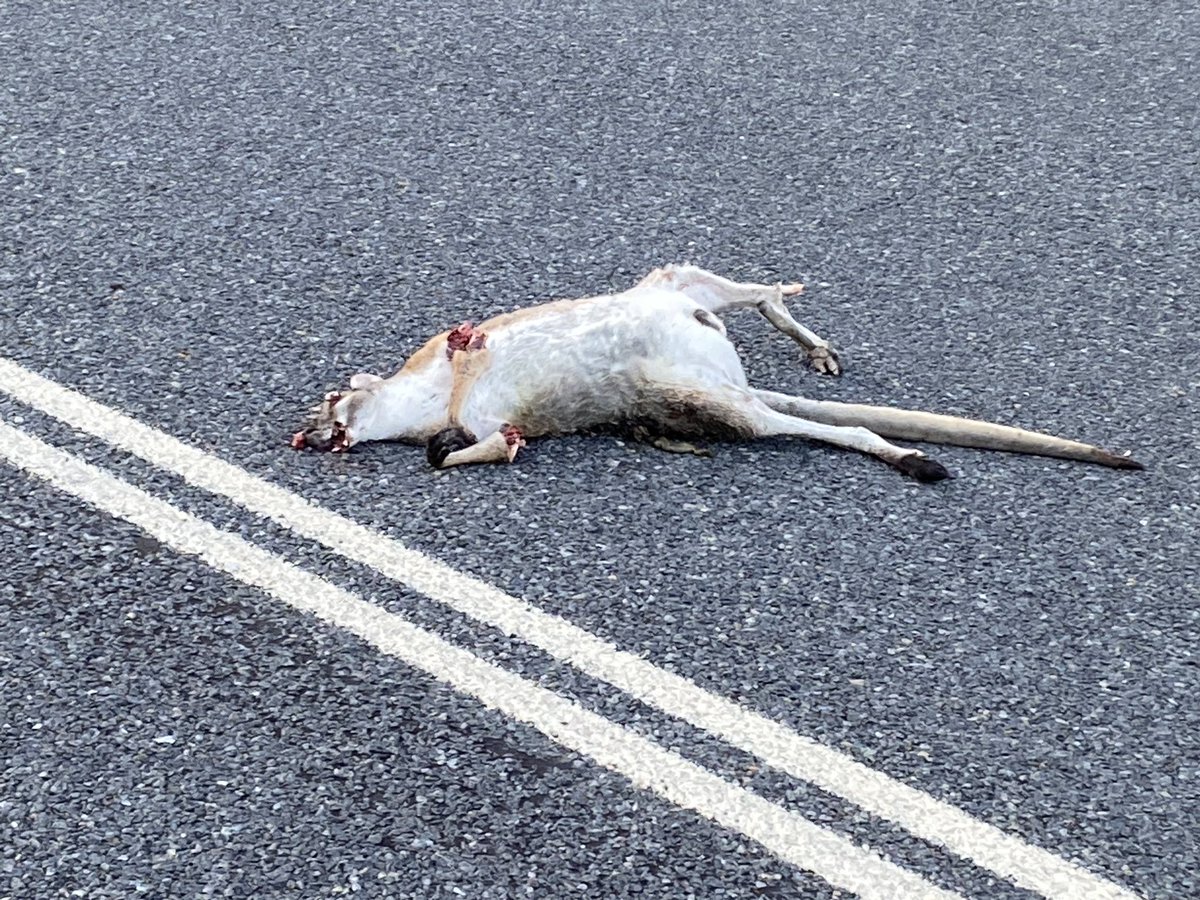 Greg Roberts tweet media