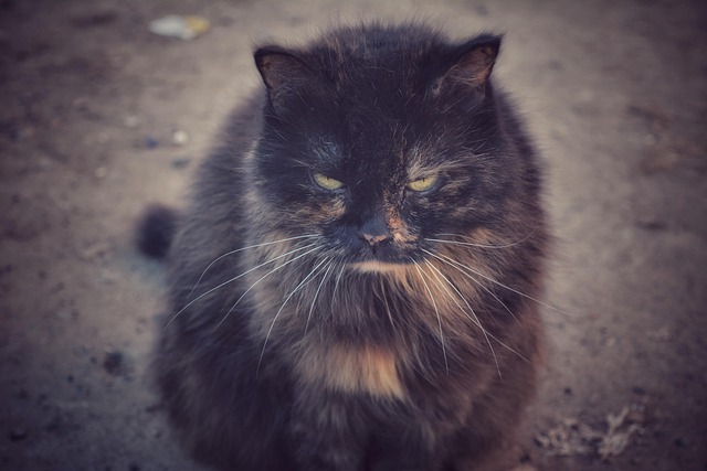 Samantha Howard tweet media