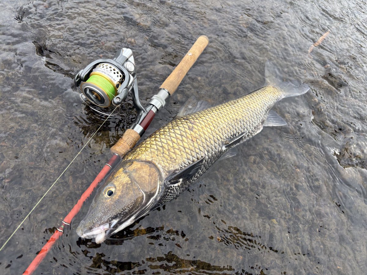 いつもの本流用タックルでも🎣