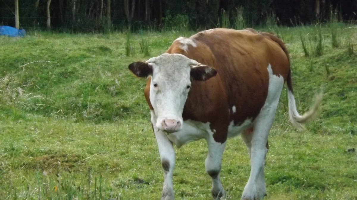 annglvv_'s tweet image. Pq debemos someter a los animales en un acto de violencia solo pq es una cultura y "entretiene" y hacen competencias que solo causan daño hacia en el animal fisico y psicologico 

No es mi cultura no me representa 
#Noalrodeo #maltratoanimal #vaquitas 🌱💜