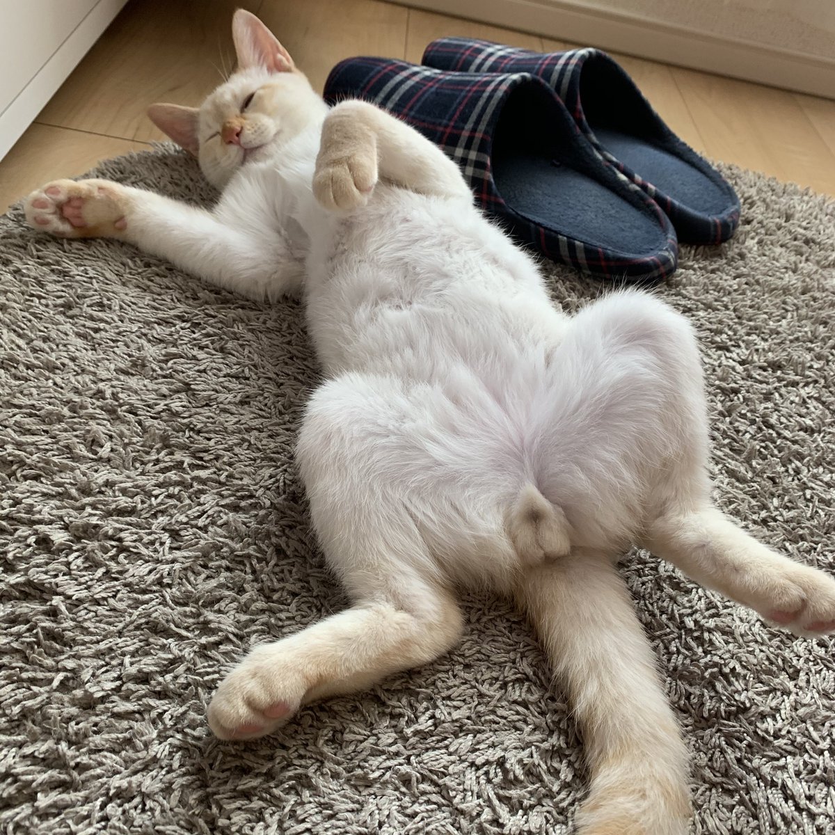 ジャンプ猫@しょぼ顔のテン tweet media