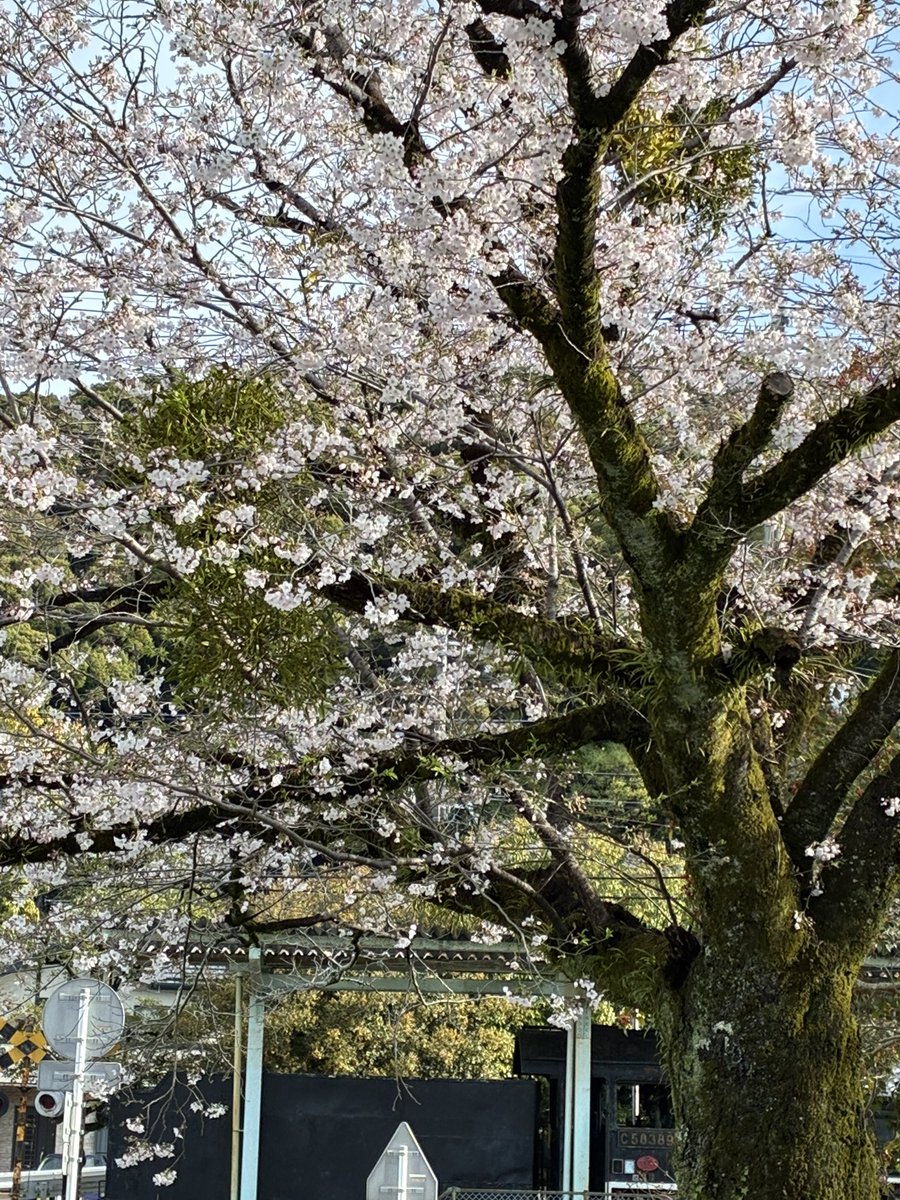 松井宜正 tweet media