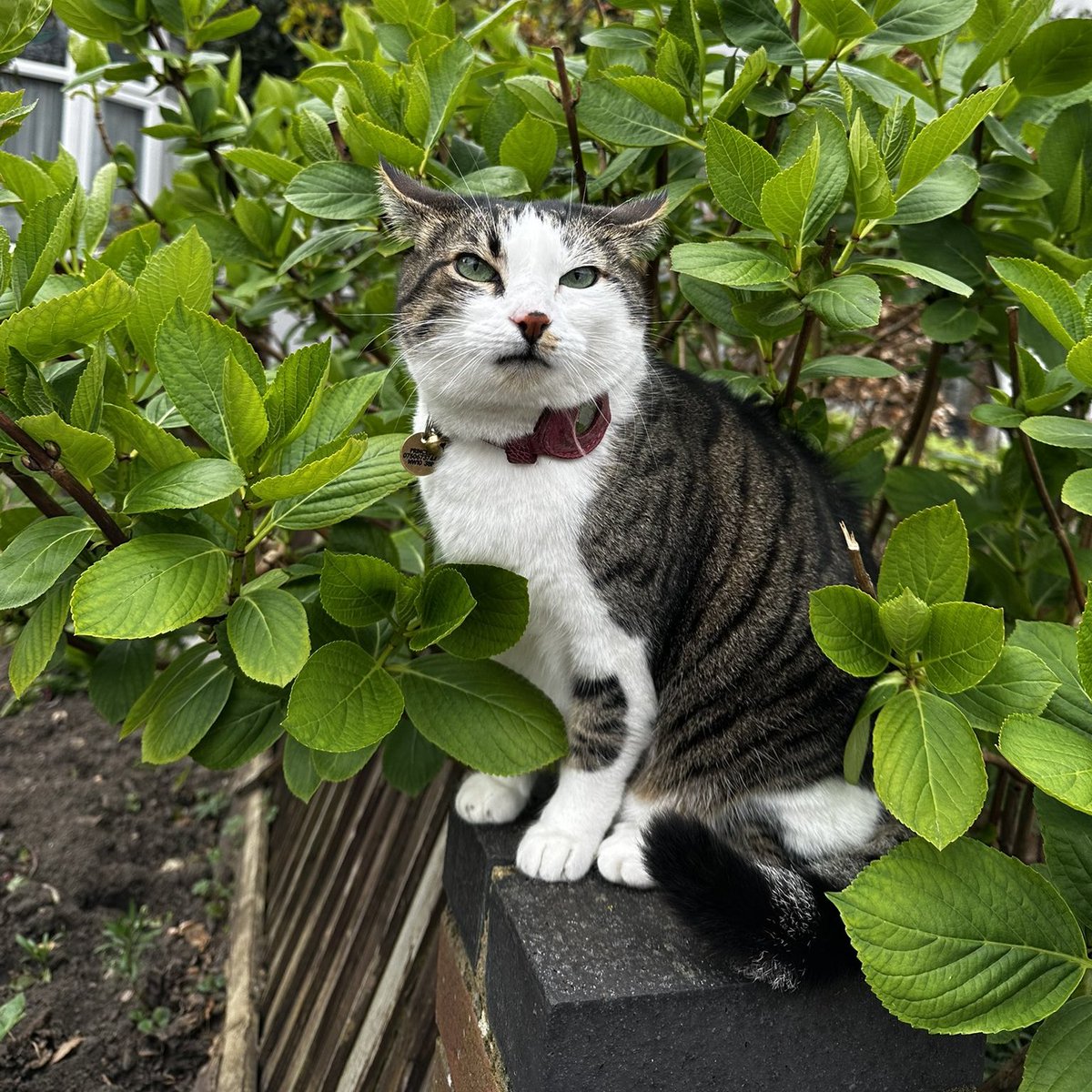İngiliz bir kadın, İstanbul’da yaşayan bir sokak kedisini Londra’ya götürdü.

Kediye “Prenses” adını verdi.