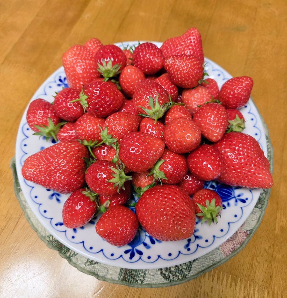 昨日はたくさんの♡とリプライをありがとうございました😭
すごく嬉しいです😭
少しずつお返事しさせていただきます

両親からの誕生日プレゼント
私のリクエストで歳の数だけの🍓✨