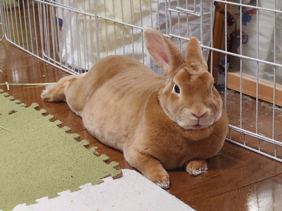 ゆー@もこもこは正義//ミニレッキスころも tweet media