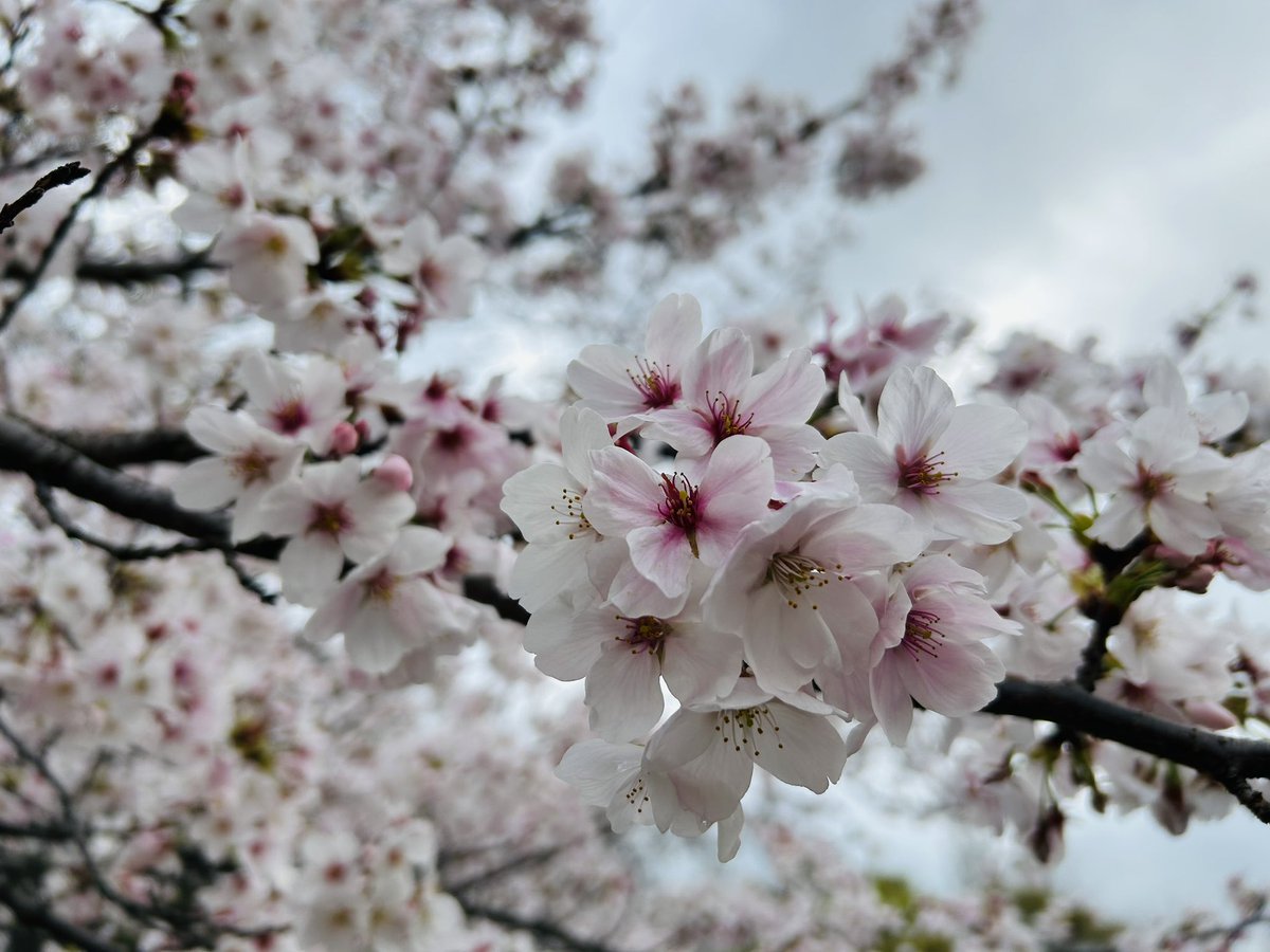 Sentimental Lion / SENtoROI tweet media