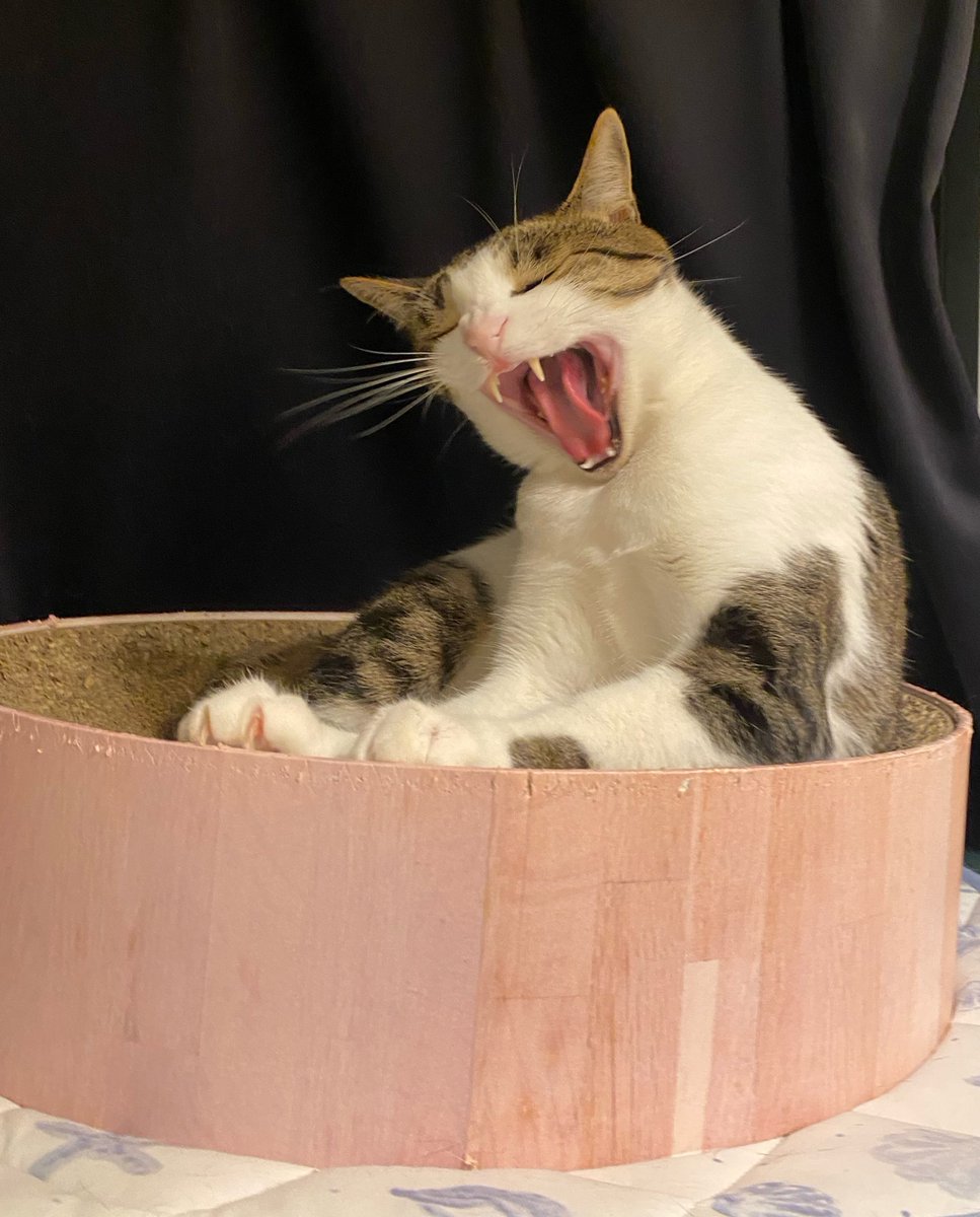 annnin_1010's tweet image. 朝起きたら、私のXが「世界の猫図鑑」になってて腰抜かした。🫠📸

国籍も時差も関係ない。そこにあるのは、ただひたすら深い「猫への愛」だけ。

日本の猫の可愛さも、杏忍と一緒に全力で伝えていきたいです！
憂鬱な水曜日の朝だけど、今日も一日、猫パワーで頑張りましょう！

#CatLovers