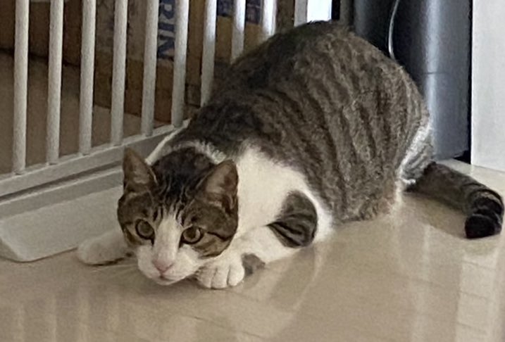 annnin_1010's tweet image. 朝起きたら、私のXが「世界の猫図鑑」になってて腰抜かした。🫠📸

国籍も時差も関係ない。そこにあるのは、ただひたすら深い「猫への愛」だけ。

日本の猫の可愛さも、杏忍と一緒に全力で伝えていきたいです！
憂鬱な水曜日の朝だけど、今日も一日、猫パワーで頑張りましょう！

#CatLovers