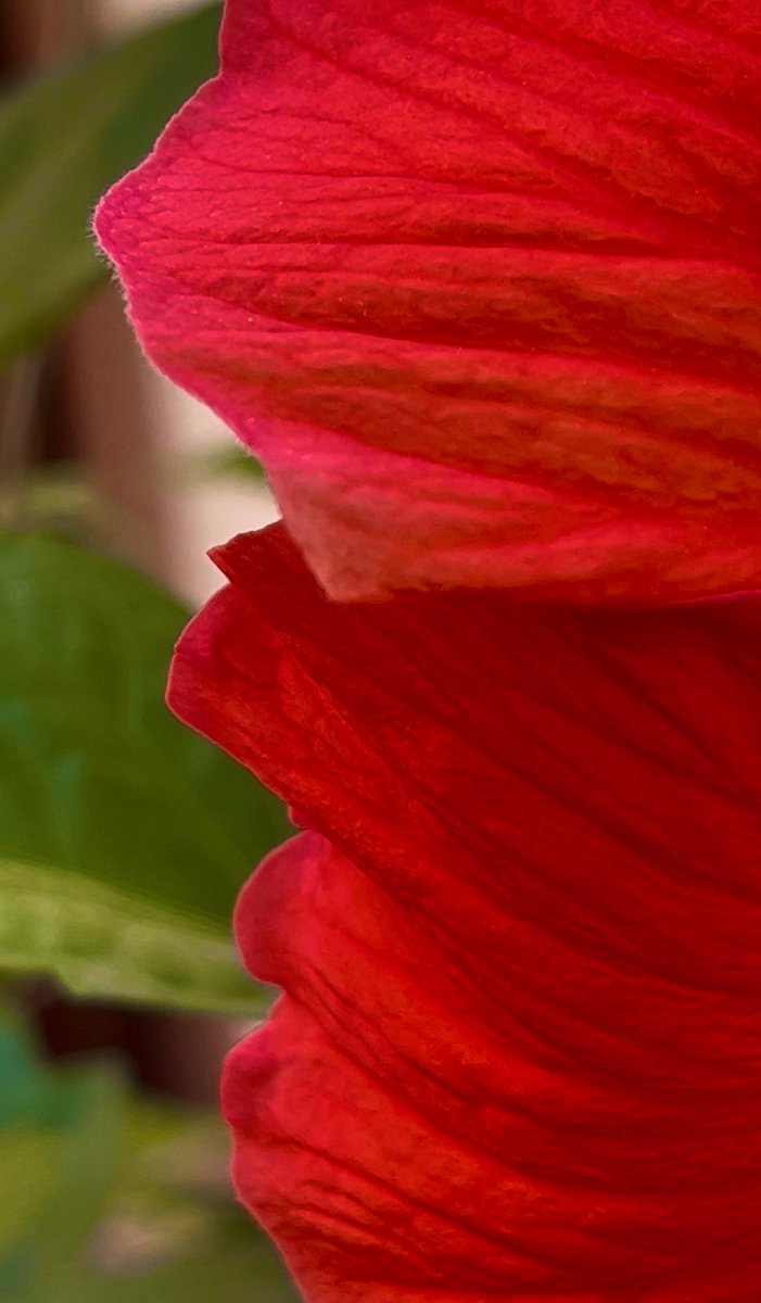 Tɾαԃҽʂƈαɳƚια tweet media