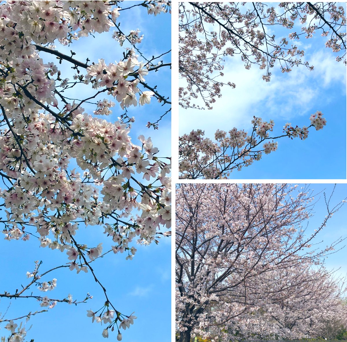 YUMEKAです。ココナラ始めました tweet media