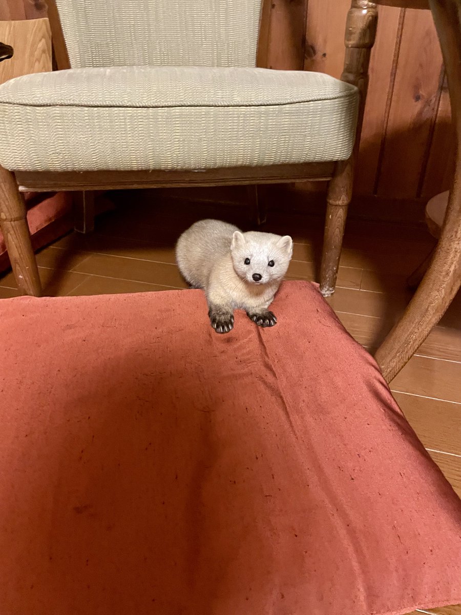 hirokirin_photography 可愛いモフモフを届ける人📸 tweet media