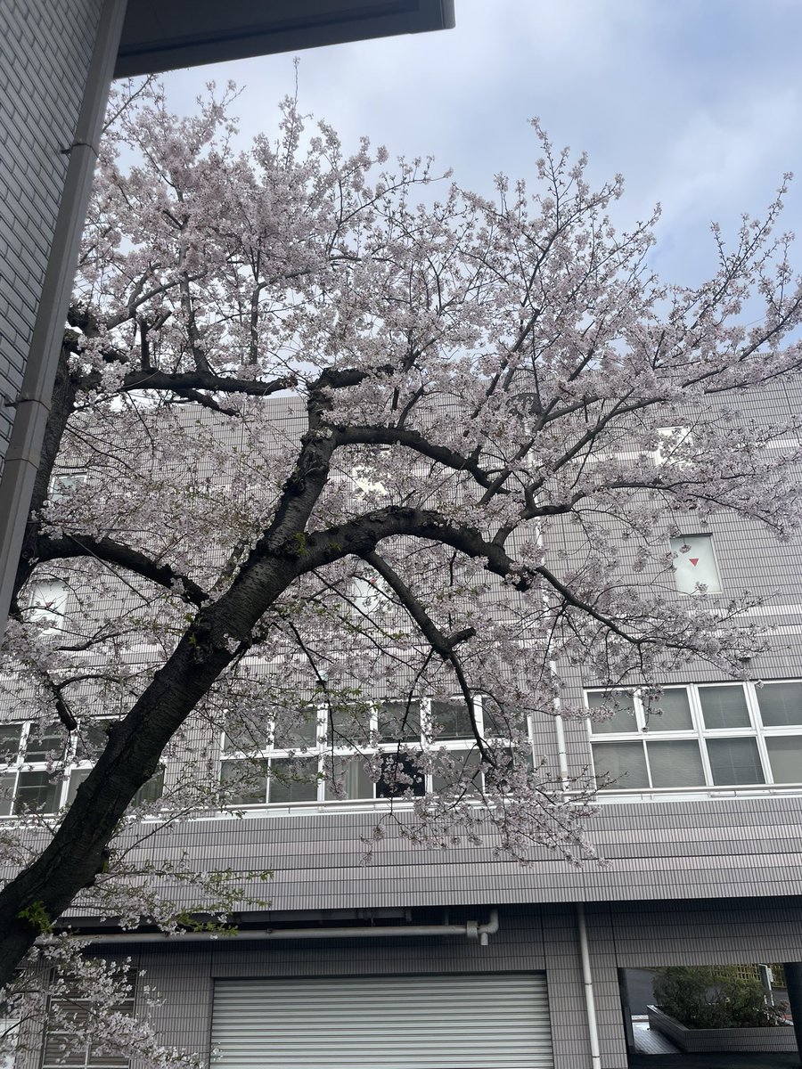 りぷとまと tweet media