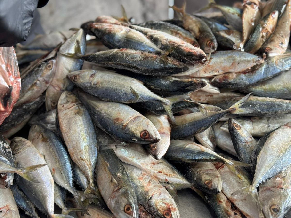 دعاء الشريف Doaa El shareef | 🇵🇸 tweet media