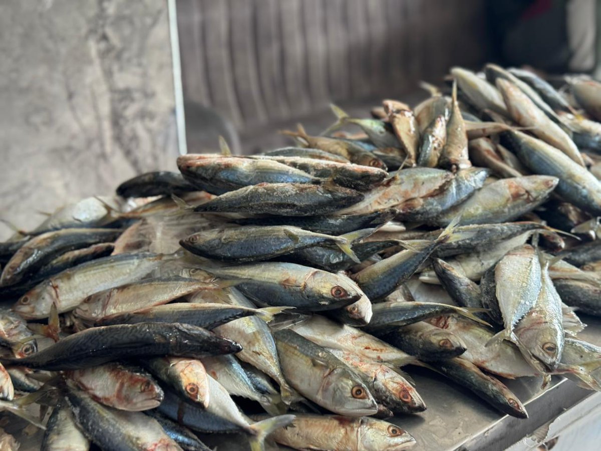 دعاء الشريف Doaa El shareef | 🇵🇸 tweet media