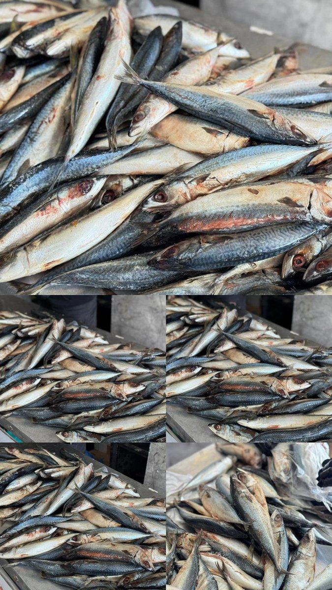 دعاء الشريف Doaa El shareef | 🇵🇸 tweet media