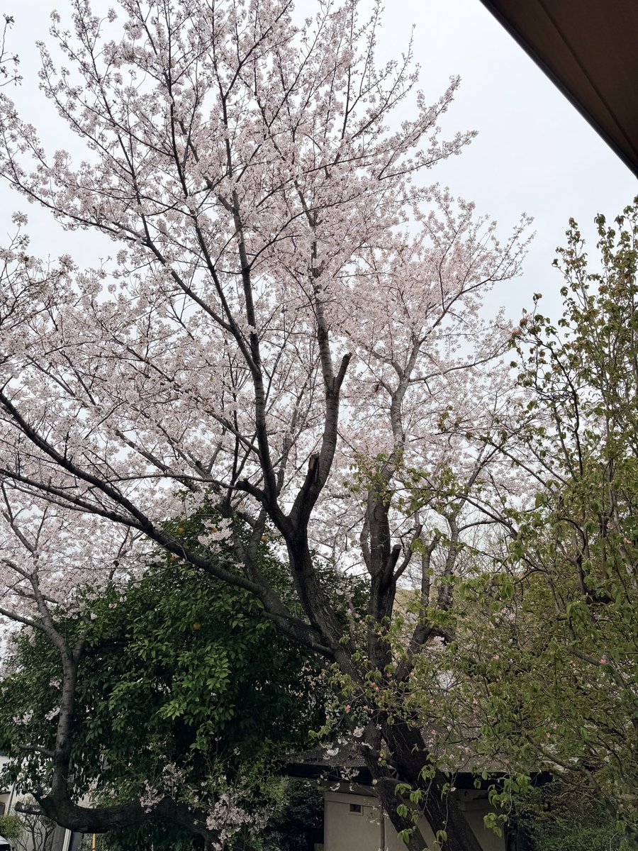 しばこうすけ tweet media