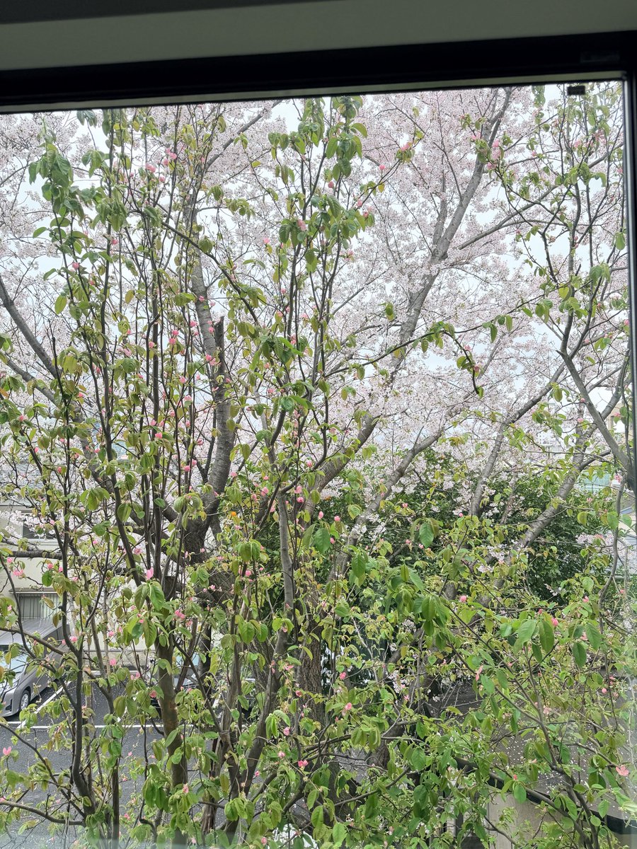 しばこうすけ tweet media