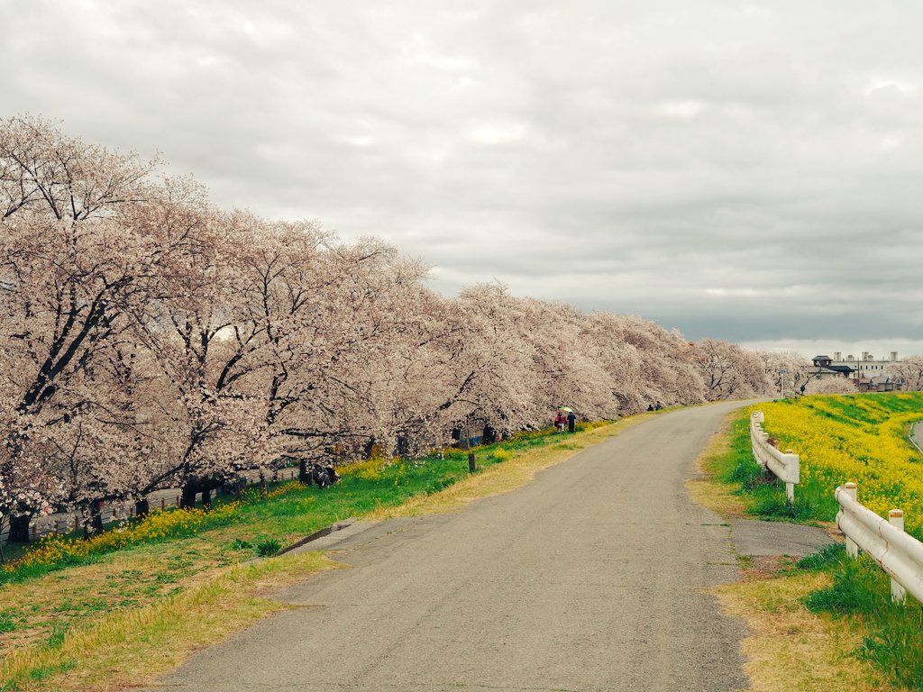 スターネス tweet media