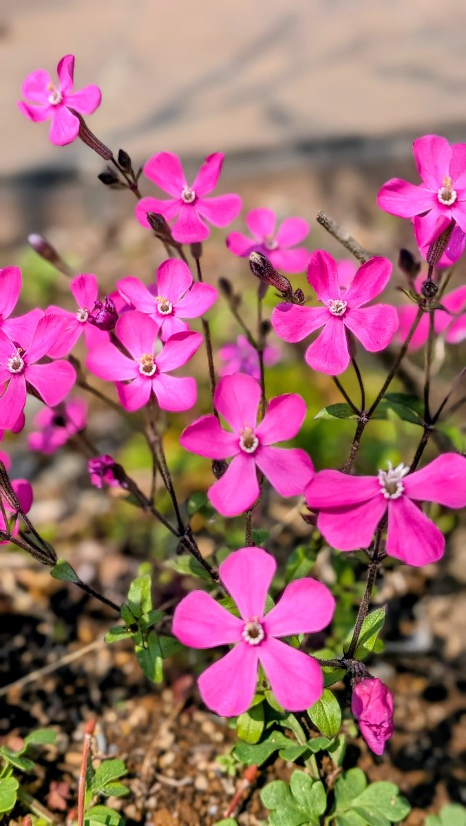 ワニ君 tweet media