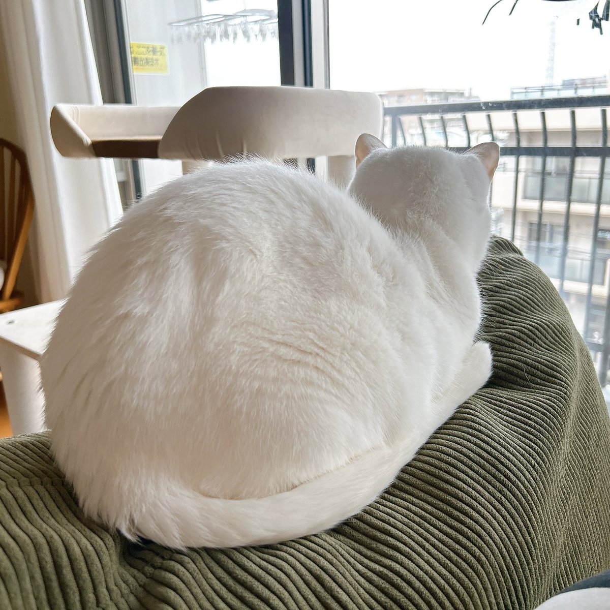 なぬんこ tweet media