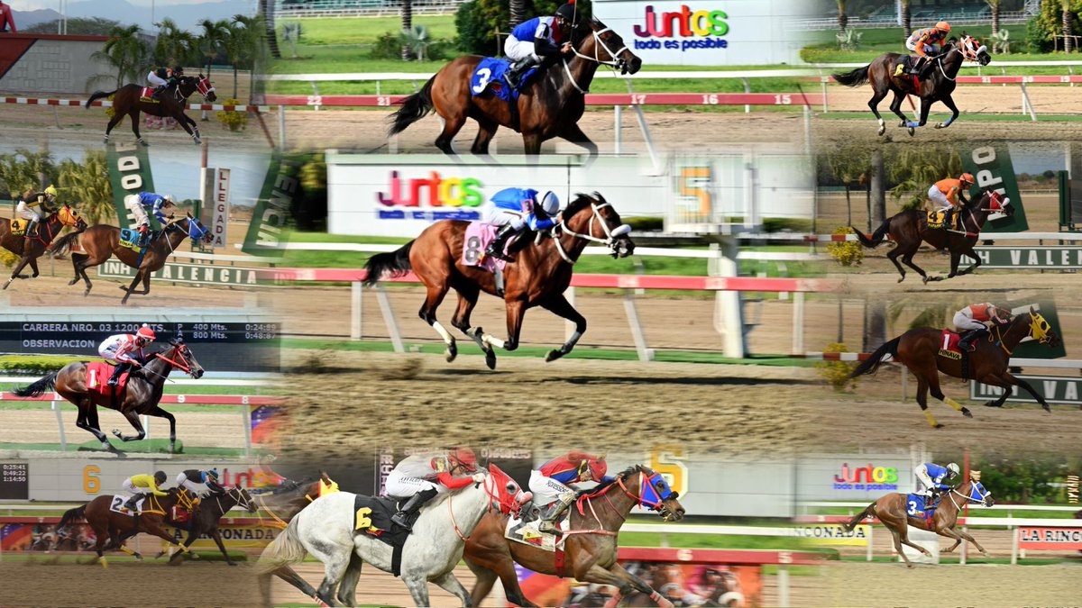 Haras La Primavera🇻🇪🏆 tweet media