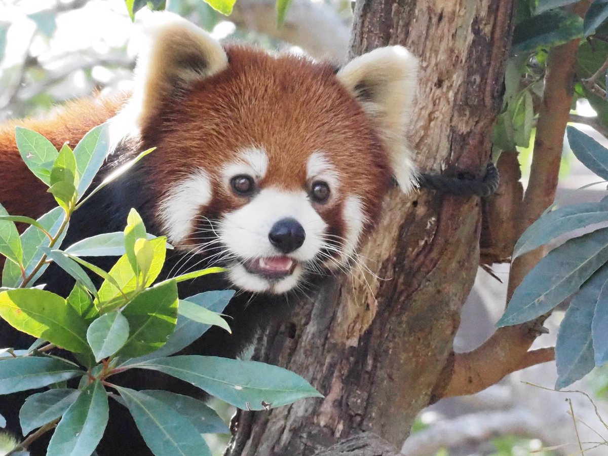 おそぱんだ tweet media