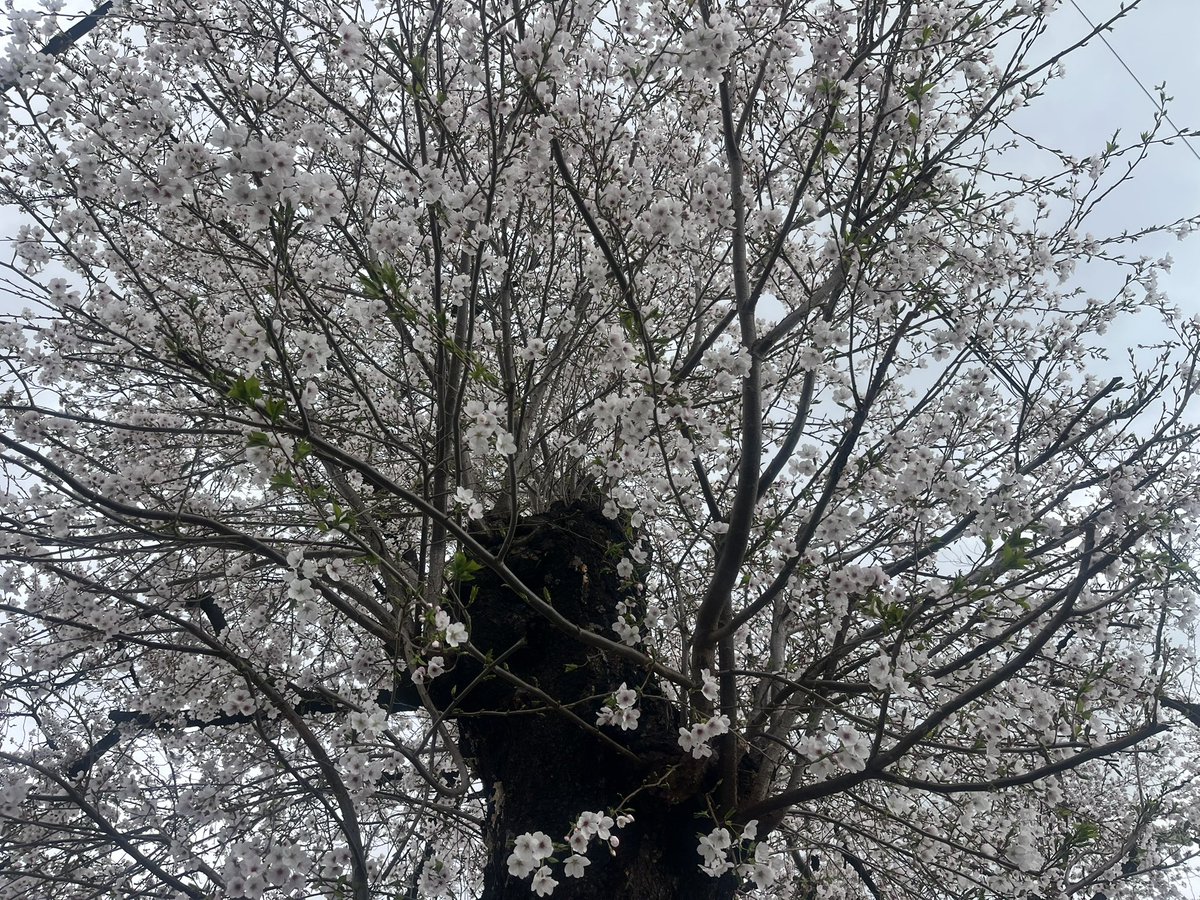 マッチボックス tweet media