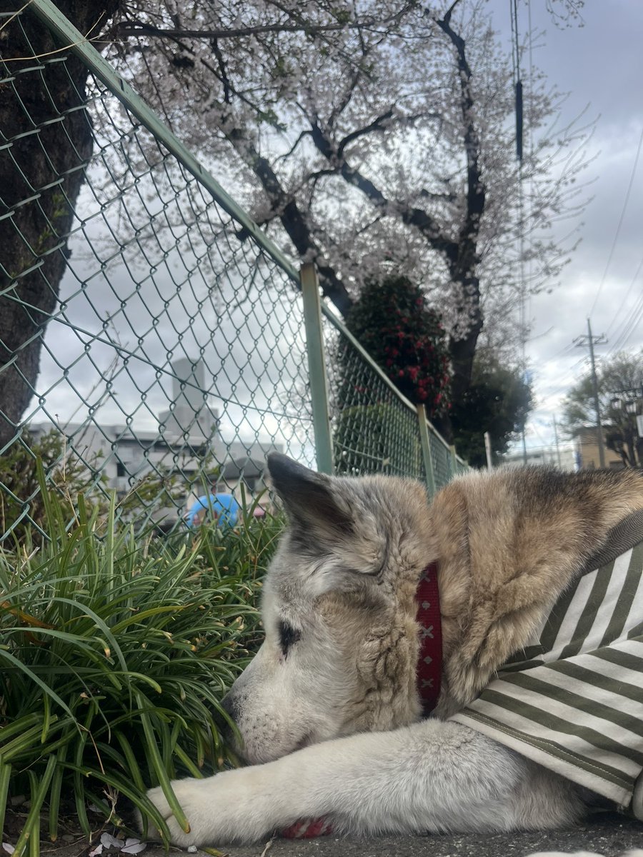 マッチボックス tweet media