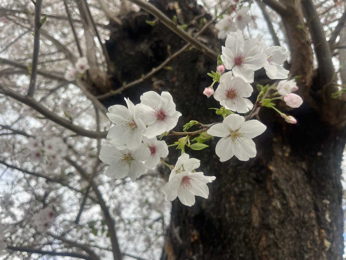 マッチボックス tweet media