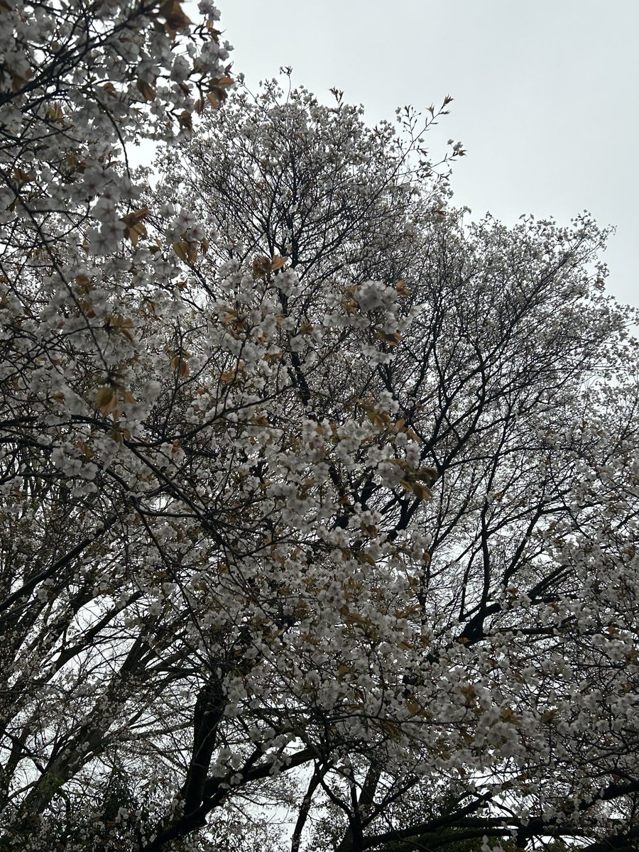 Namiscape tweet media