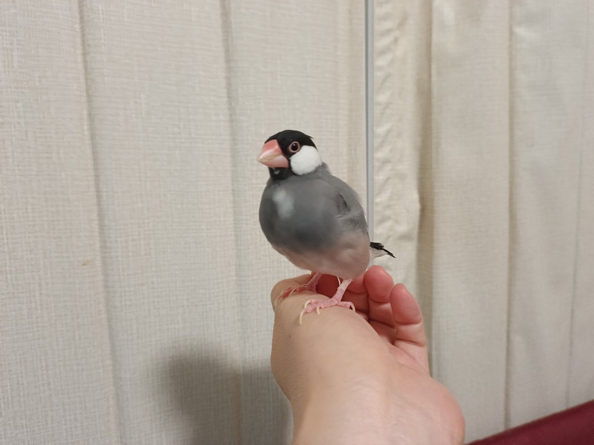 さんじや tweet media