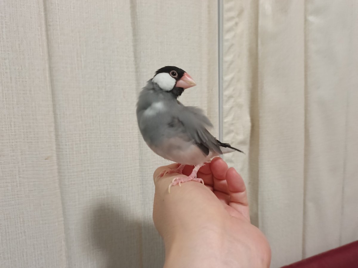 さんじや tweet media