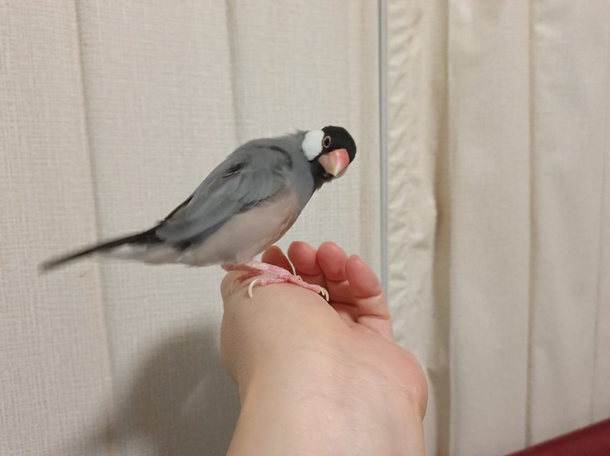 さんじや tweet media