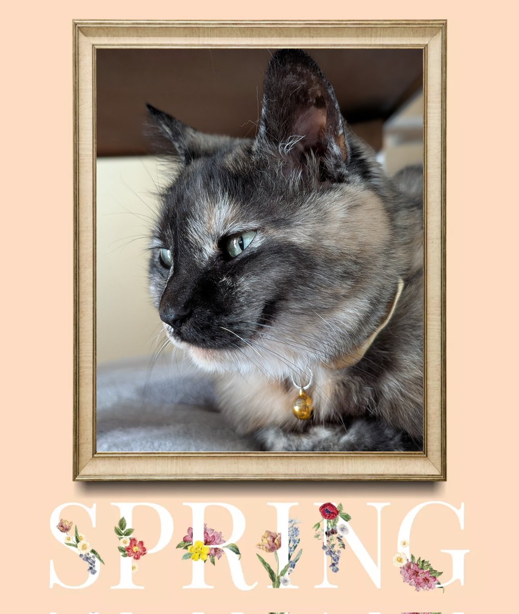 木蓮🌿 tweet media