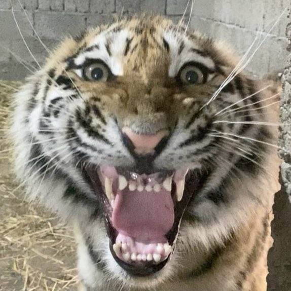 ℍ 𝔸 ℕ ℕ 𝔸 ℍ tweet media