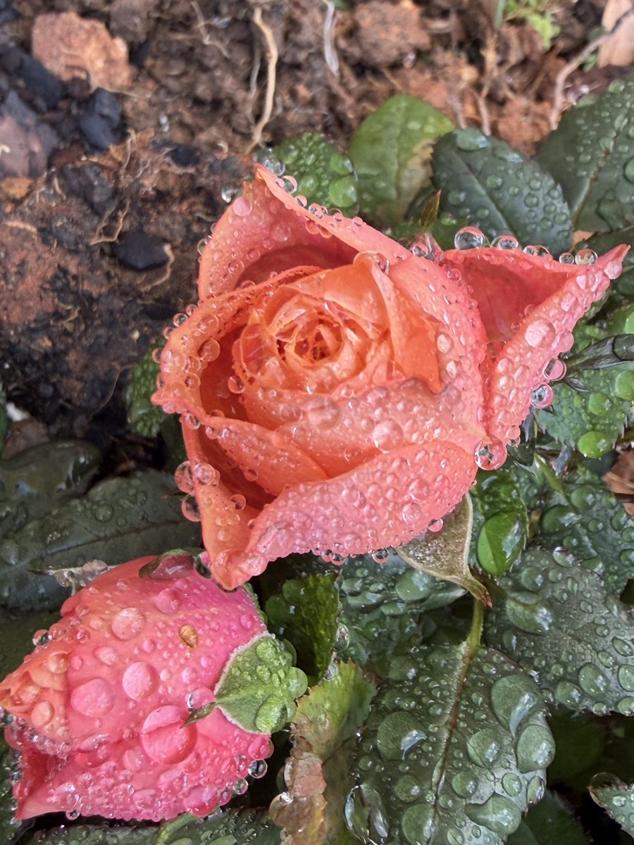 🏛Architectolder tweet media