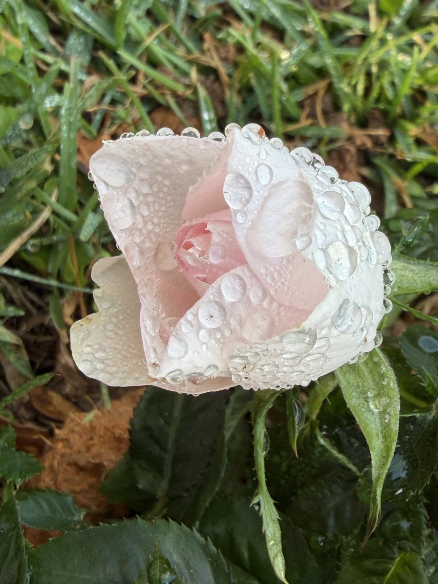 🏛Architectolder tweet media