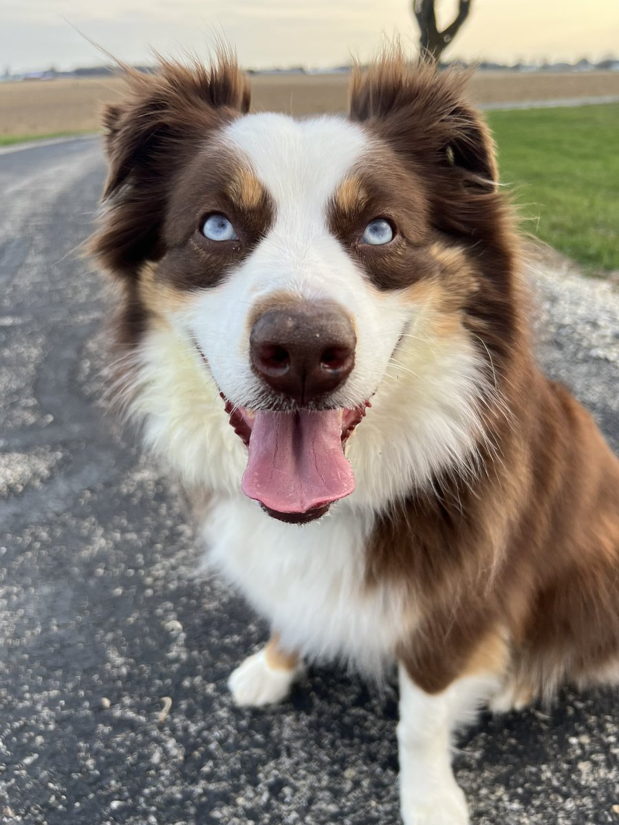 Mandy Albers (and Willow) tweet media