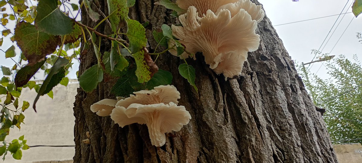 Paleo_Lazo (Lazo)🐊🐊🐊🐊🐊🐊🐊🐊🐊🐊🐊🐊🐊🐊 tweet media