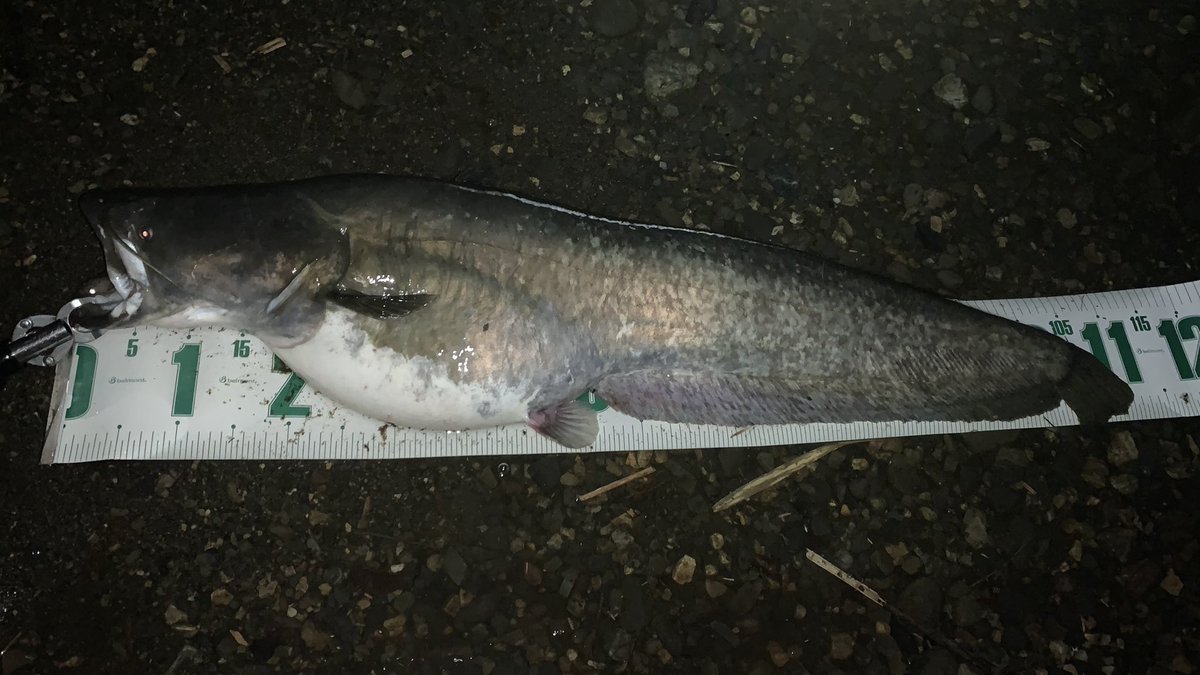 shiomaneking_'s tweet image. 時差投稿
ありがたや〜🫠
#fishman #bc480mh
#21コンクエスト200hg
#ビワコオオナマズ 
#琵琶湖