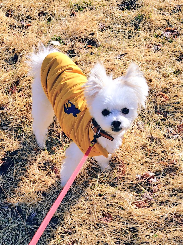 マルポメン蓮 tweet media