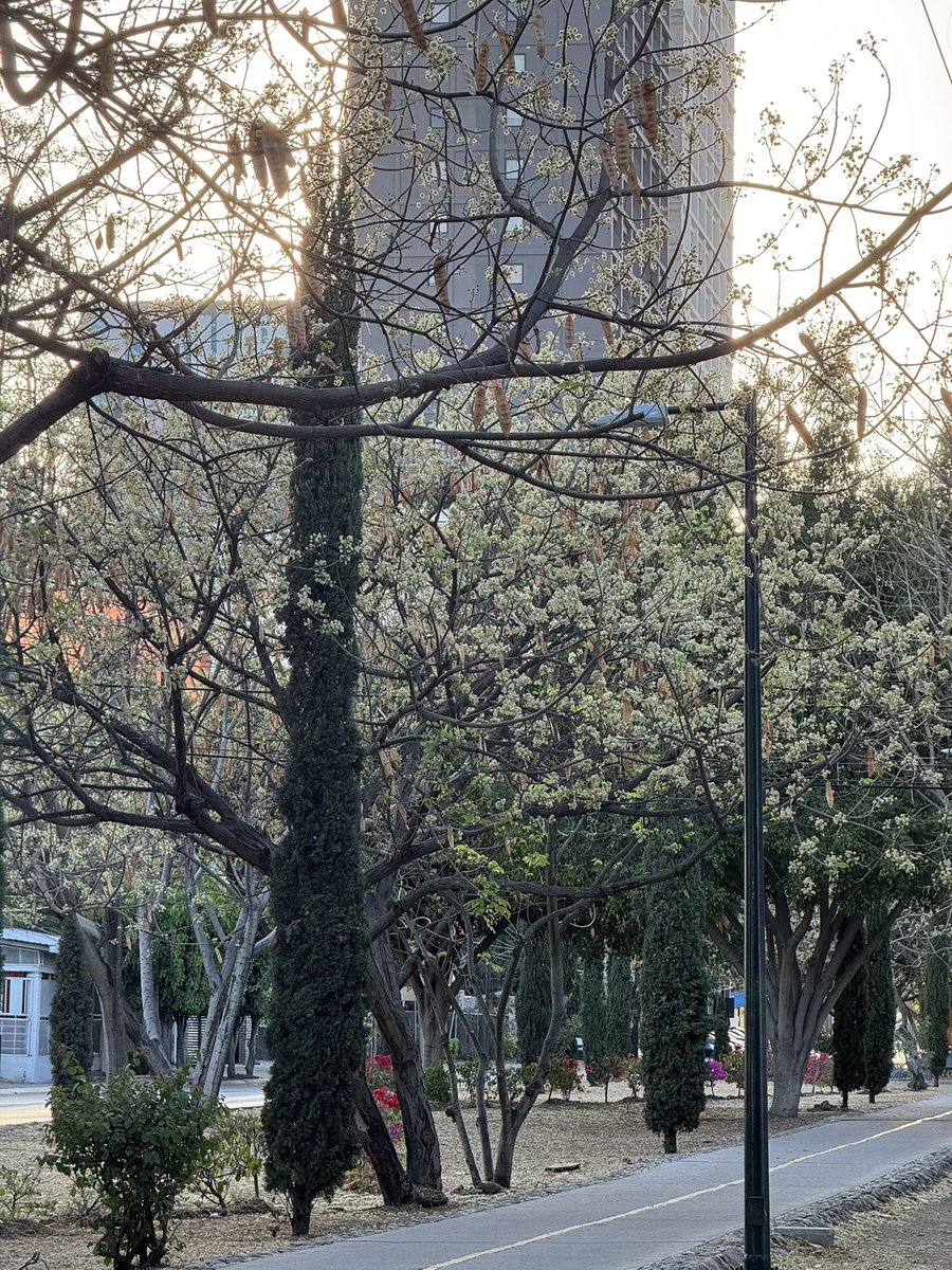 SoyDeLeon_Mx's tweet photo. 🌳 Aquí les dejo otro #ÁrbolNativoMx para plantar en lugar de jacarandas, sobre todo si estás en el Bajío. 

#PaloBlanco (Lysiloma Divaricatum) 

Es caducifolio, crece rápido, no abre banquetas y es nodriza. 

También es una especie amenazada. Hay que recuperar al Palo Blanco. https://t.co/v5iNyrGnGb