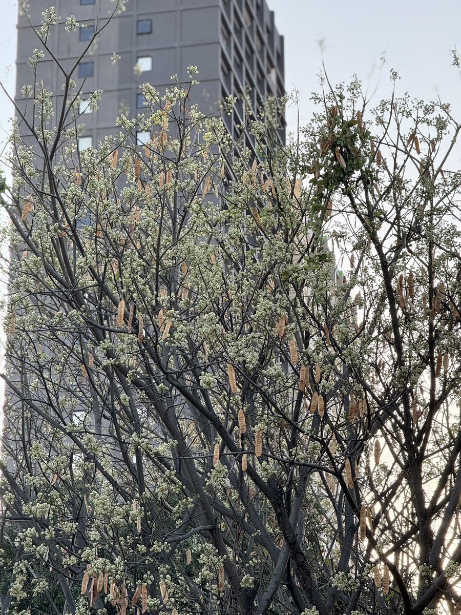 SoyDeLeon_Mx's tweet photo. 🌳 Aquí les dejo otro #ÁrbolNativoMx para plantar en lugar de jacarandas, sobre todo si estás en el Bajío. 

#PaloBlanco (Lysiloma Divaricatum) 

Es caducifolio, crece rápido, no abre banquetas y es nodriza. 

También es una especie amenazada. Hay que recuperar al Palo Blanco. https://t.co/v5iNyrGnGb