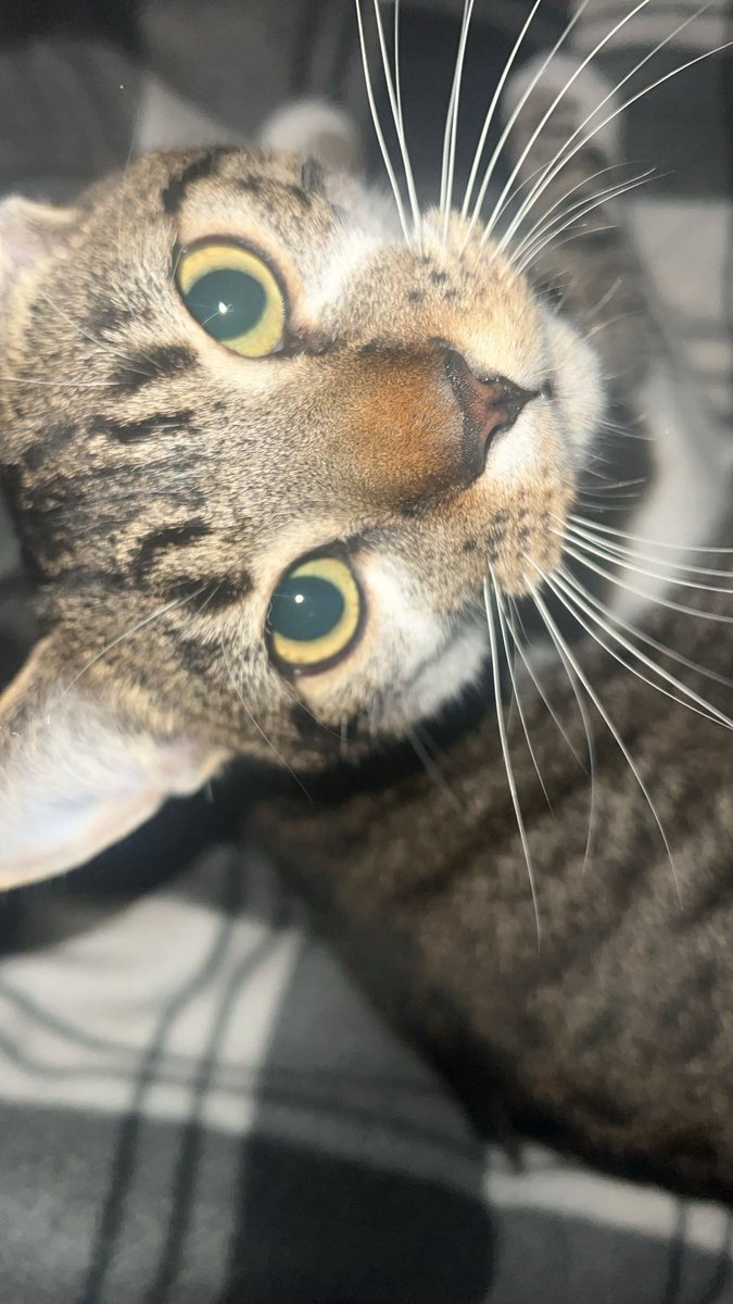 chenford_fan98's tweet photo. Itβs officially April which means My bby is turning 1 on Friday π₯Ήπ₯Ή I canβt belive how fast time has gone! πππ #cat #1stbday #therookieseason8 https://t.co/vvl5yMyDIO