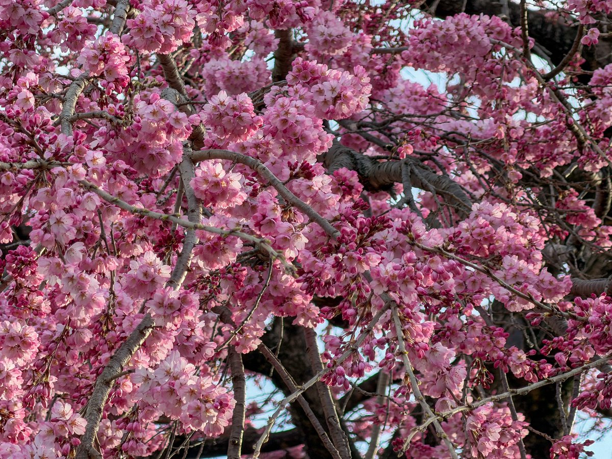 すももやさん@旅人 tweet media