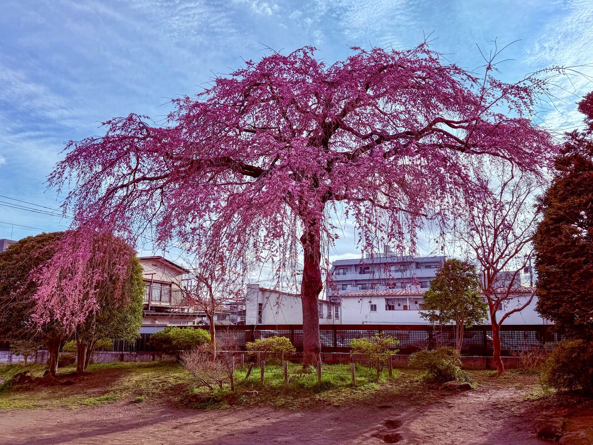 すももやさん@旅人 tweet media