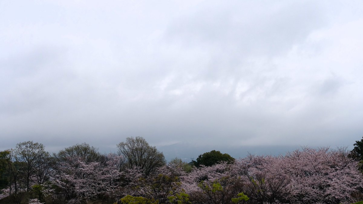 dachinkaz（だちん） tweet media