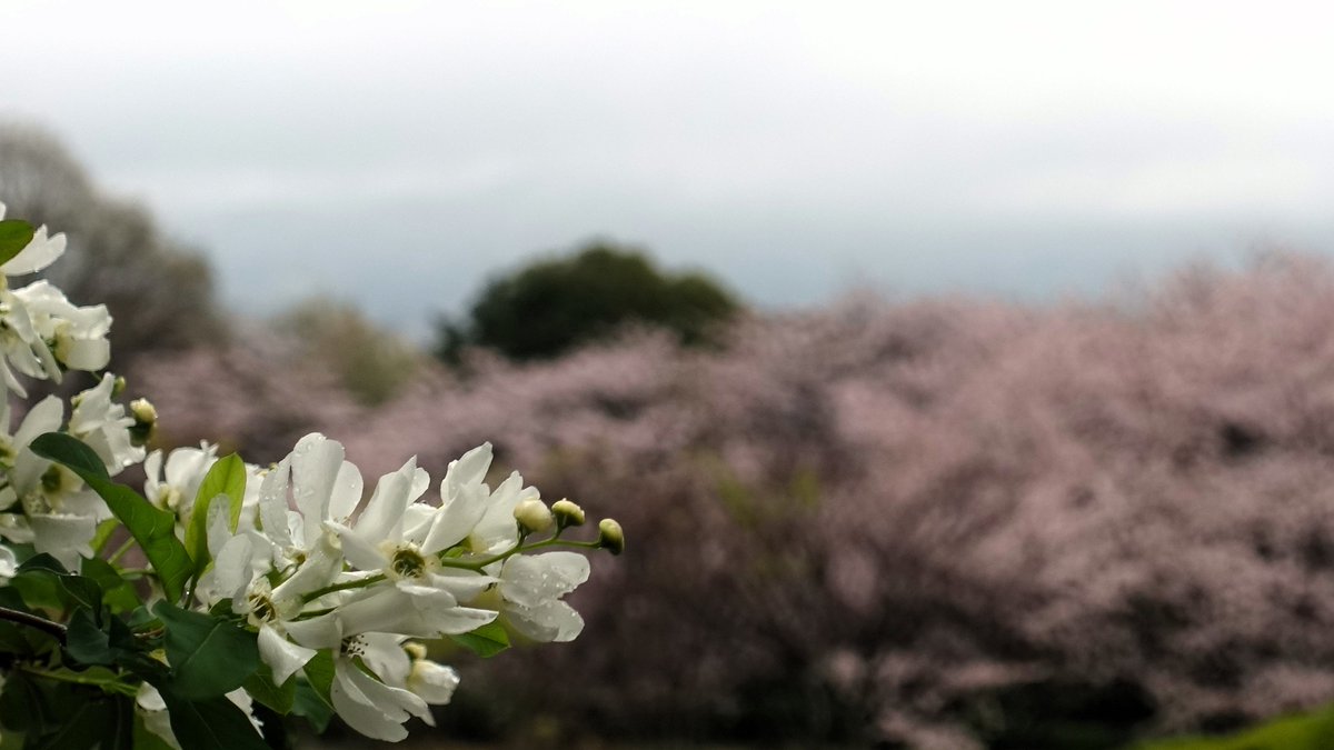 dachinkaz（だちん） tweet media