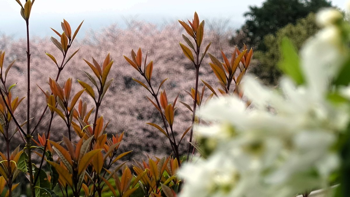 dachinkaz（だちん） tweet media