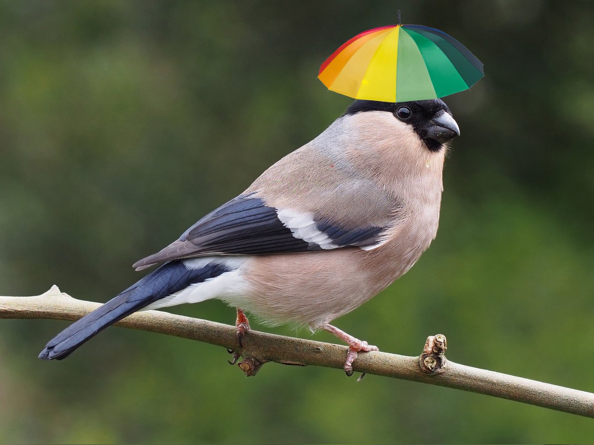 daily umbrellafinch🐦 tweet media